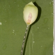 Kvt amorphophallusu yunanensis