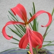 Sprekelia formosissima - Jakubsk lilie