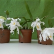 Coelogine cristata - kvetouc mlad rostliny