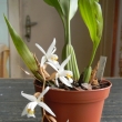coelogine flaccida - orchidej(mlad rostlina)