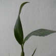Coelogine flaccida-mlad rostlina