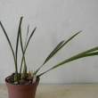 Coelogine graminifolia,syn. viscosa -mlad rostlina
