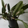 Bl. Spriing Beauty - orchidej